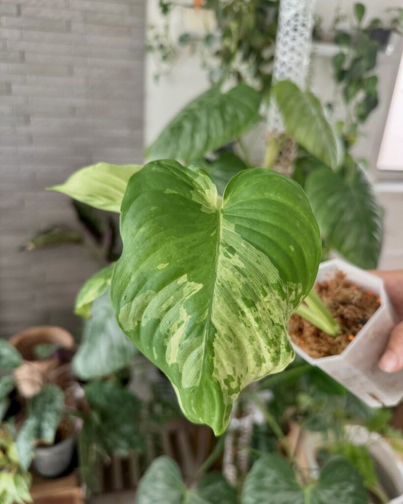 Homalomena rostrata Variegata