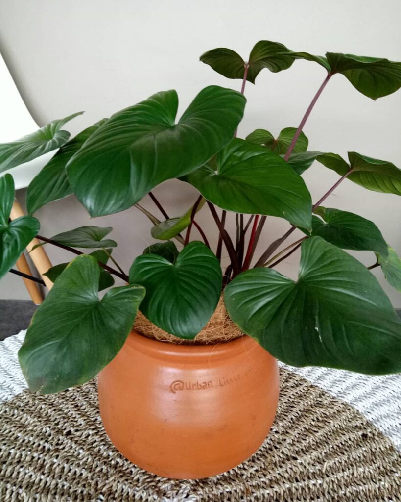 Homalomena rubescens