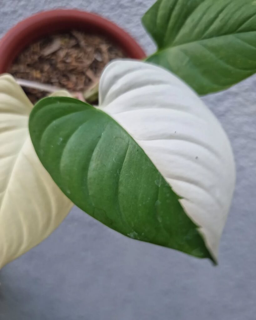 Homalomena rubescens Albo Variegata