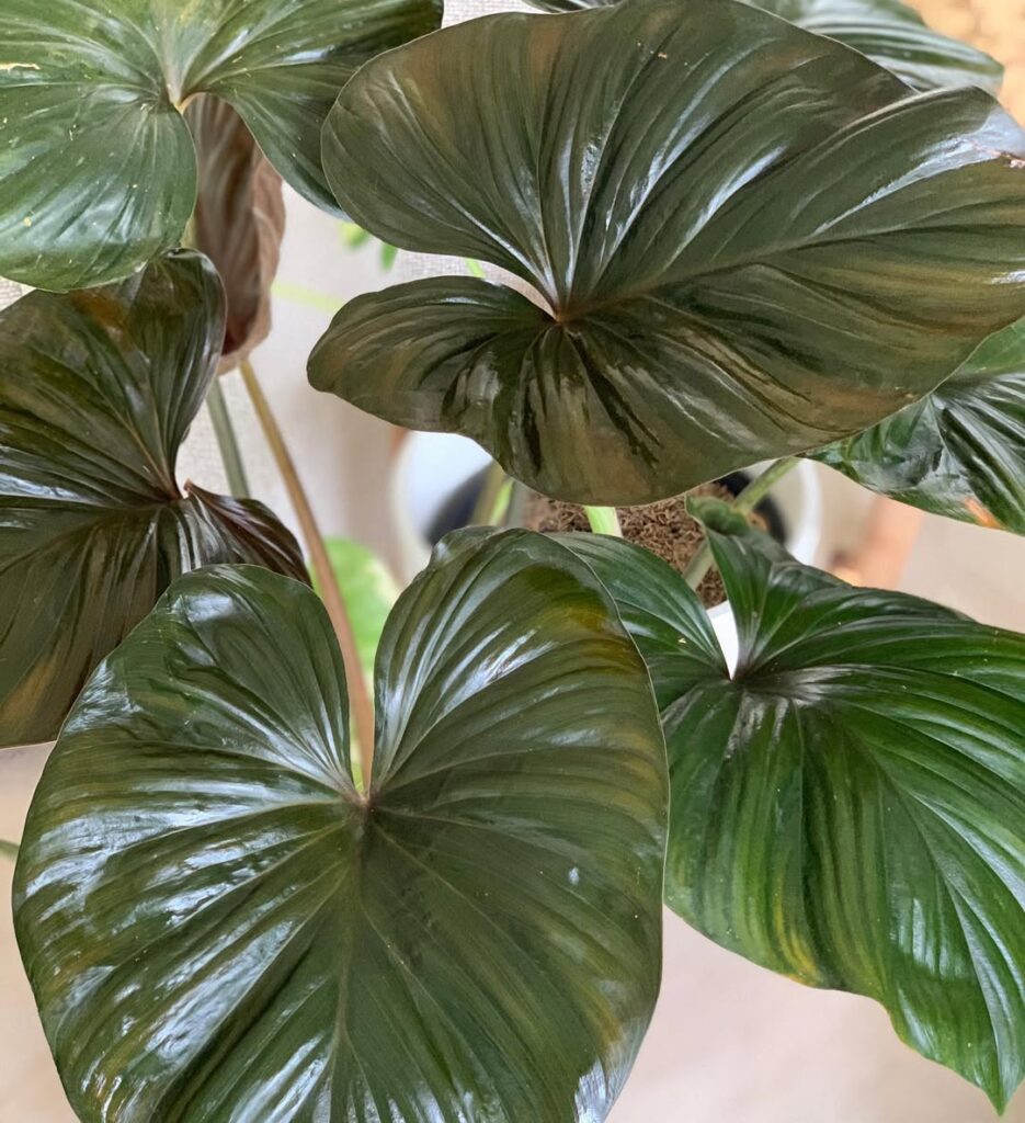 Homalomena rubescens Black