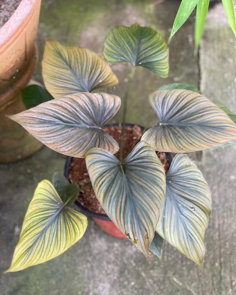 Homalomena rubescens Bronze Maiden