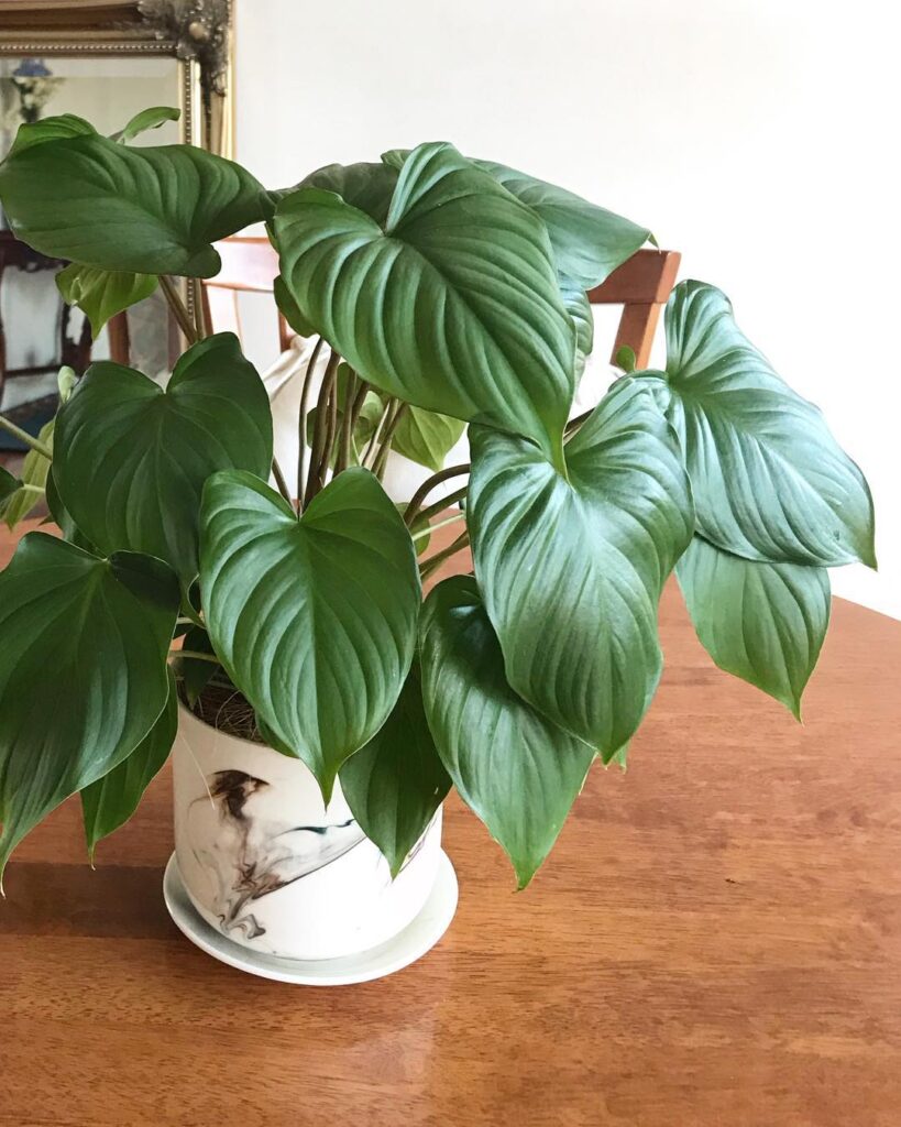 Homalomena rubescens Maggie