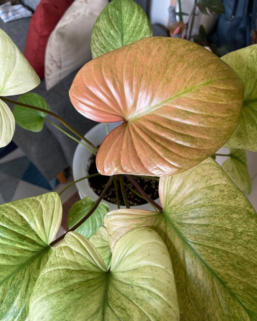 Homalomena rubescens Mint Variegata