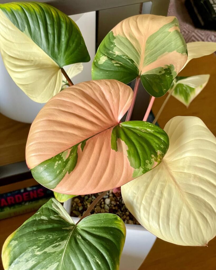 Homalomena rubescens Pink Variegata
