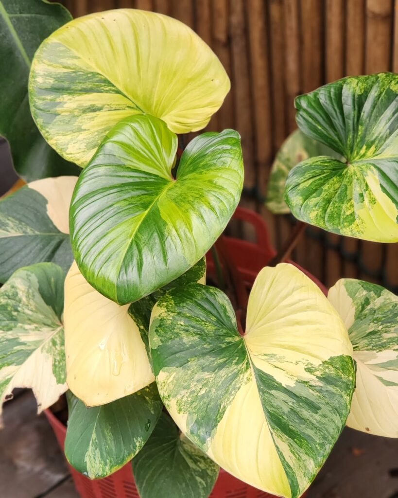 Homalomena rubescens Variegata
