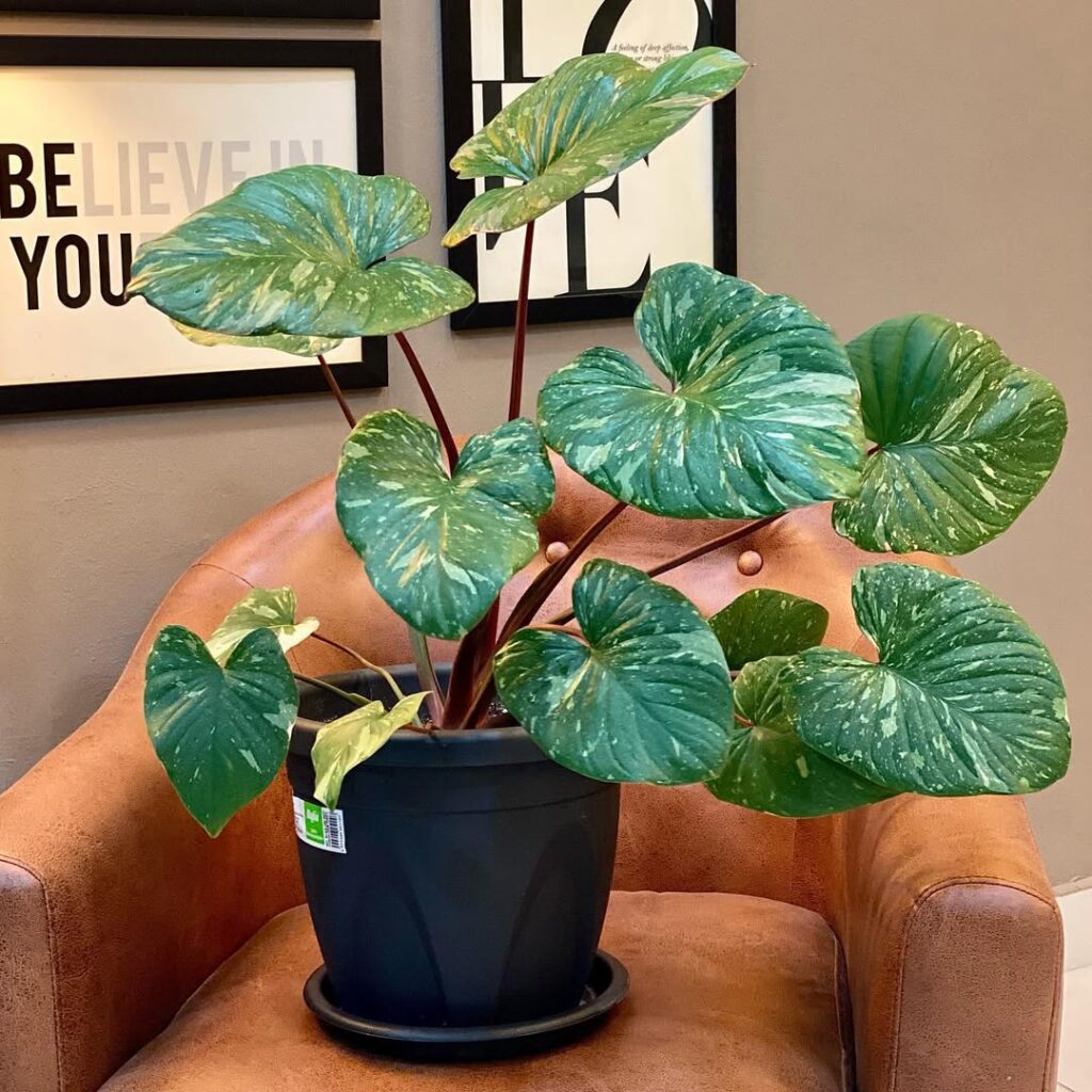 Homalomena rubescensThai Constellation