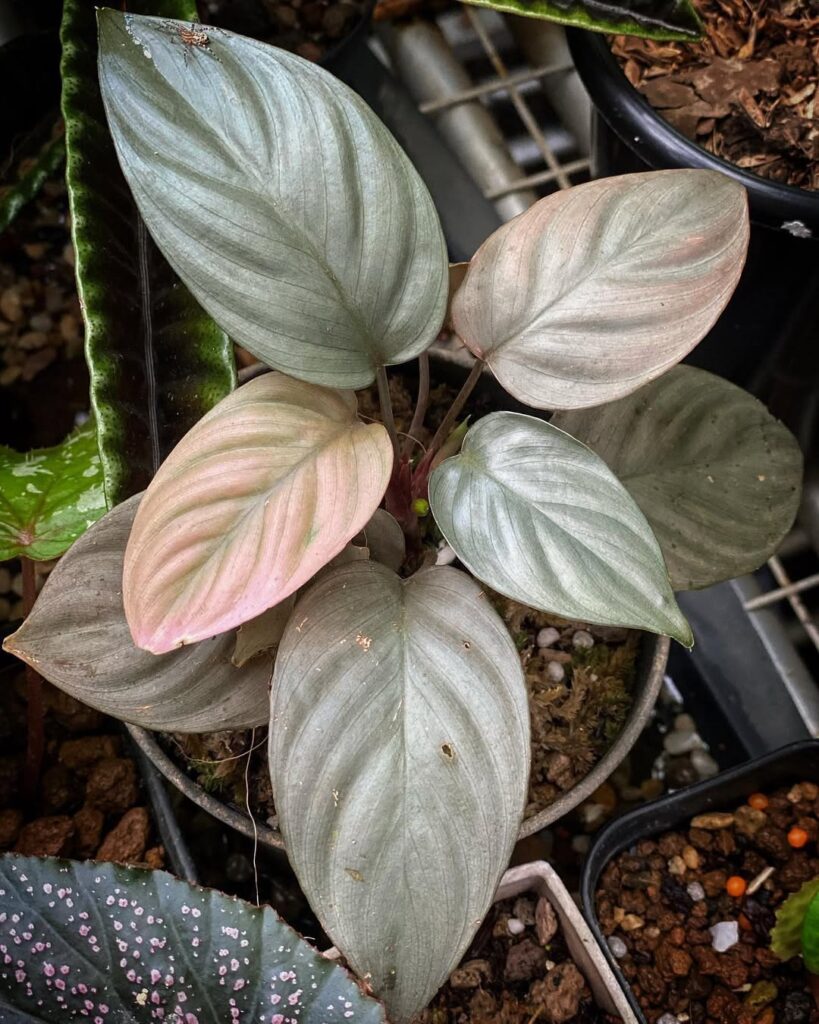 Homalomena sp