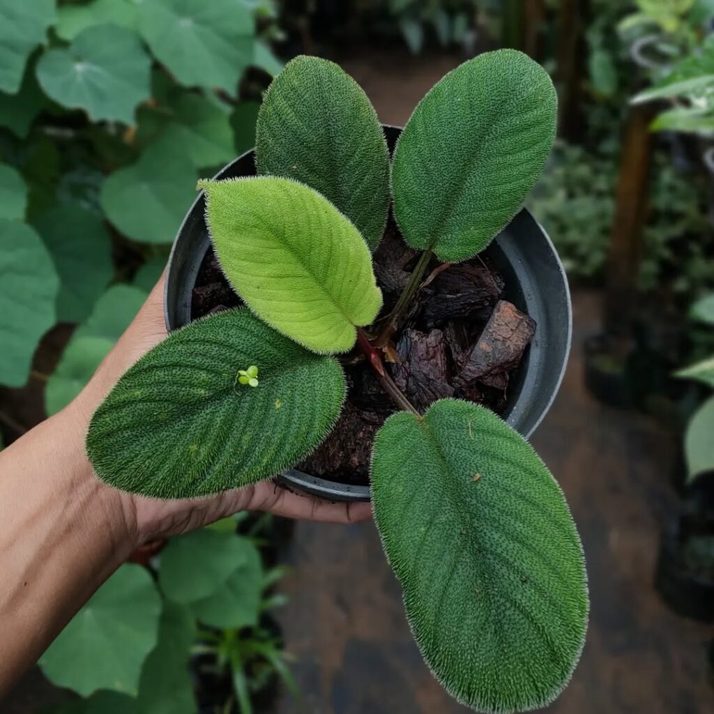 Homalomena sp. Chamaecladon
