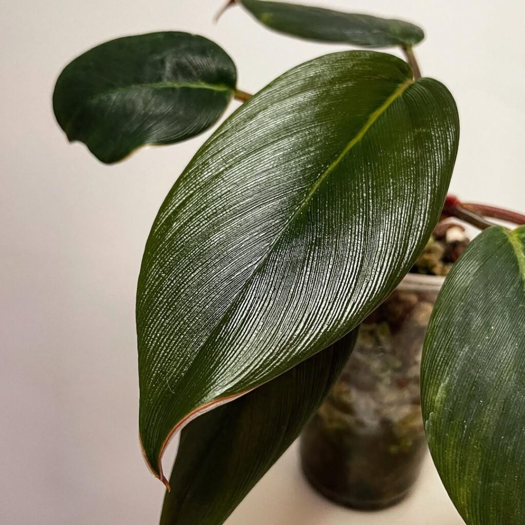 Homalomena sp. Sumatra