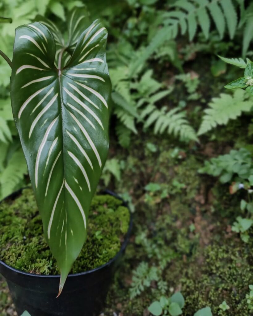 Homalomena versteegii