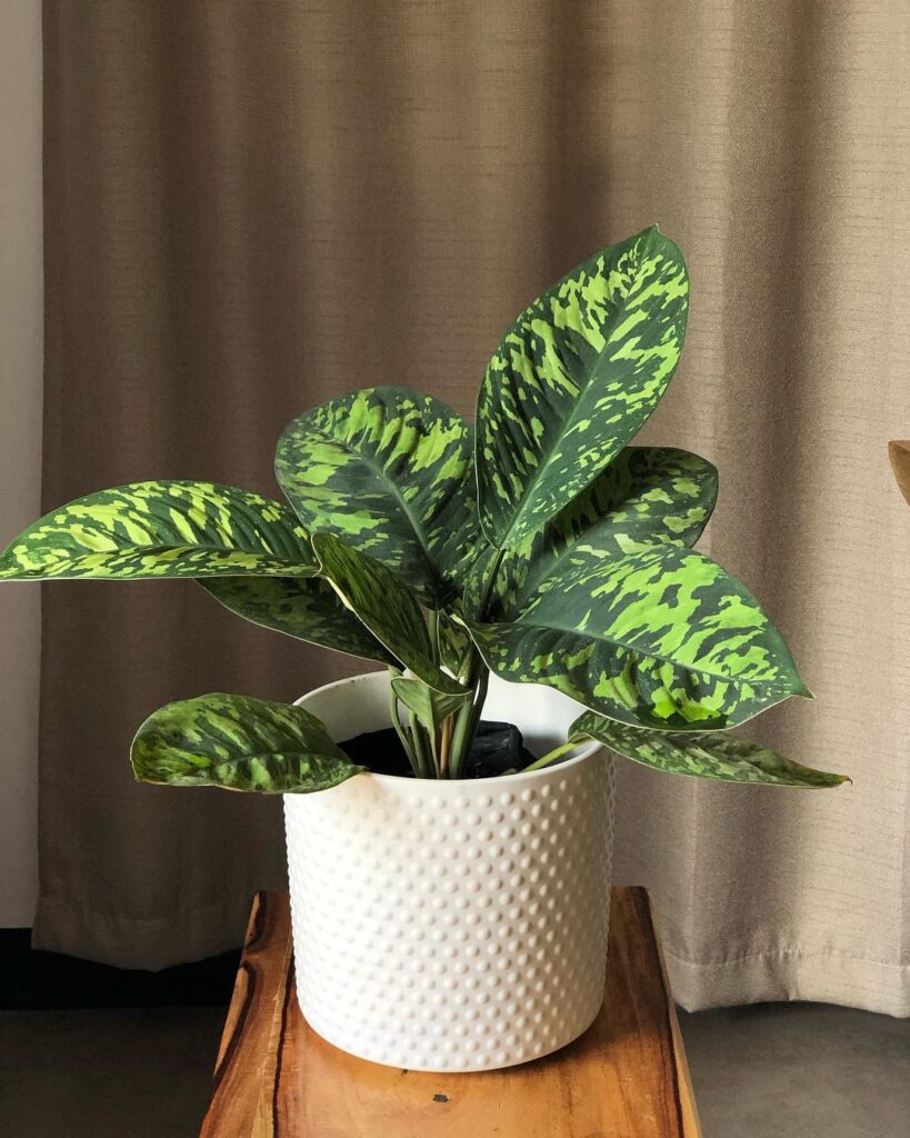 Homalomena wallisii