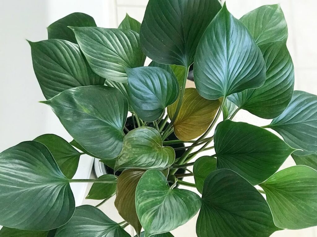 Homalomena ‘Emerald Gem