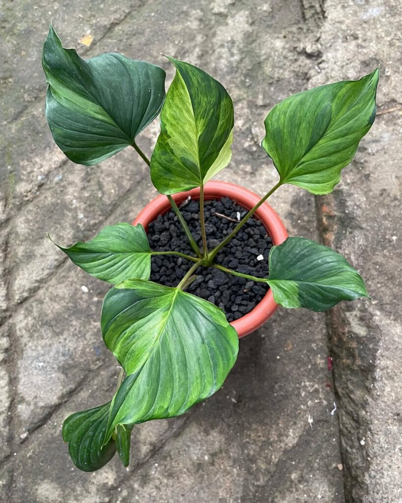 Homalomena ‘Emerald Gem Variegata