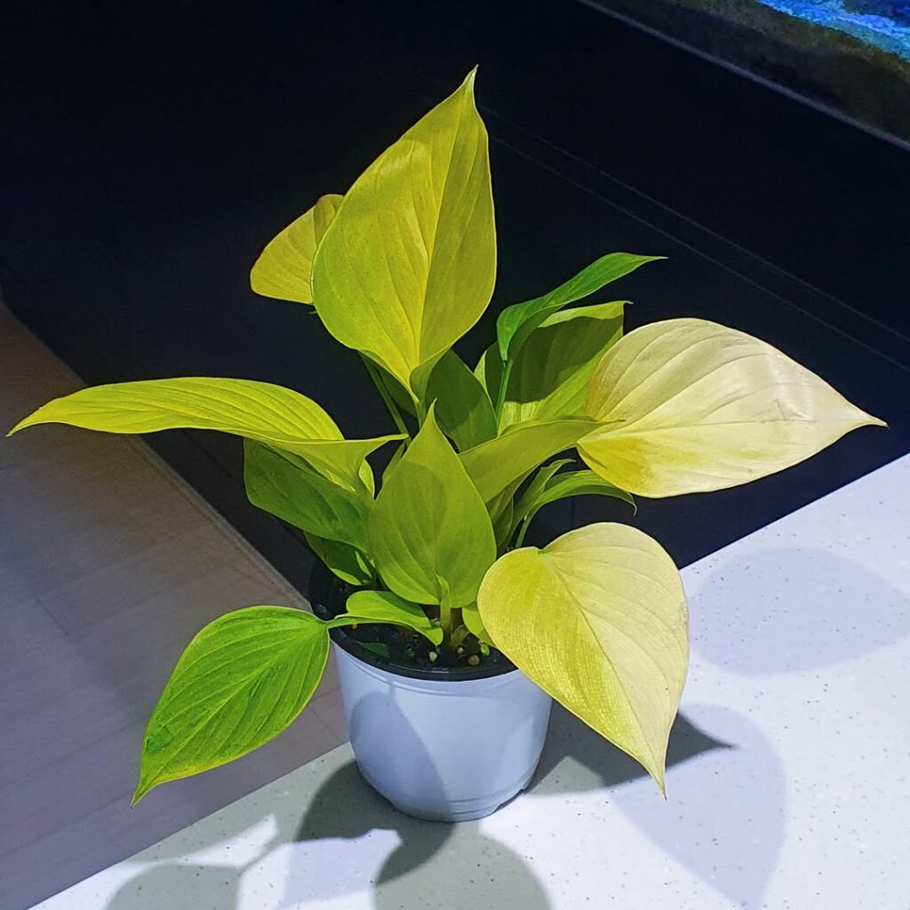 Homalomena ‘Sunshine