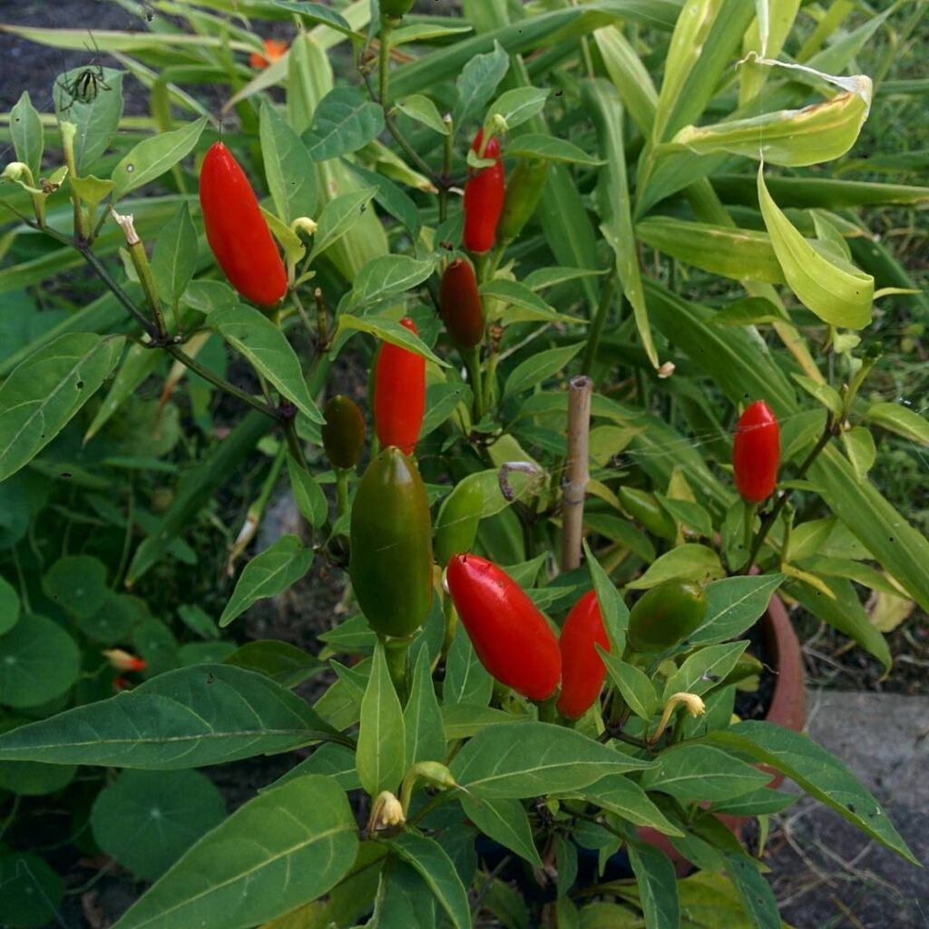 Hot Thai Peppers