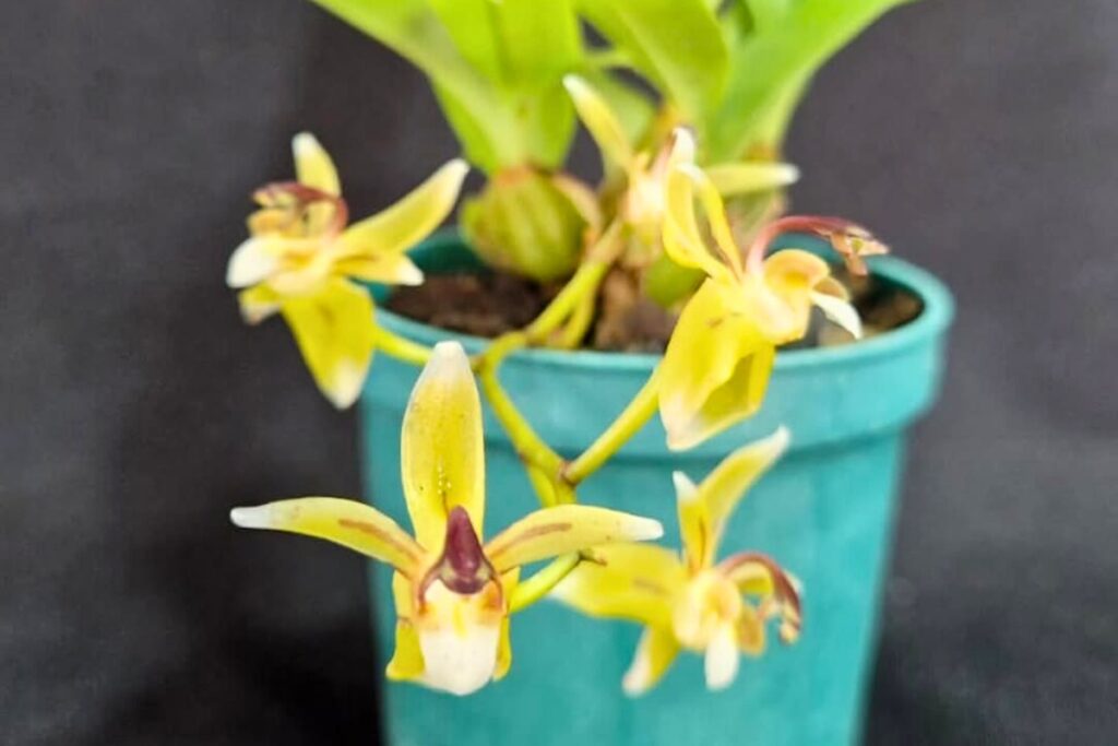 How to Maintain Cattleya Orchids for Long Term Thriving