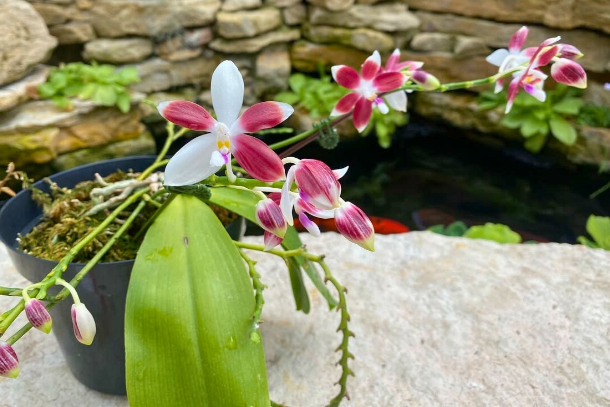 How To Maintain Phalaenopsis Orchids For Long Term Thriving