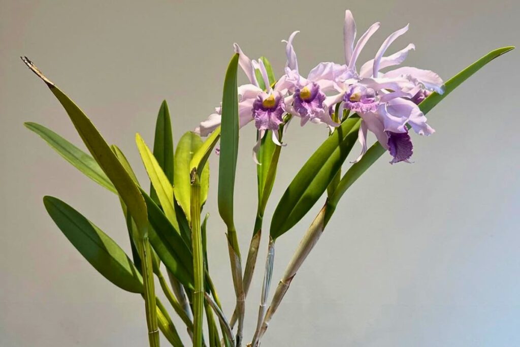 How to Make Cattleya Orchids Rebloom