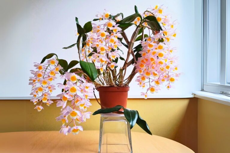 How to Make Dendrobium Orchids Rebloom