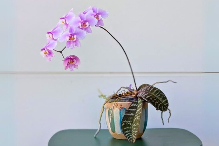 How to Make Phalaenopsis Orchids Rebloom