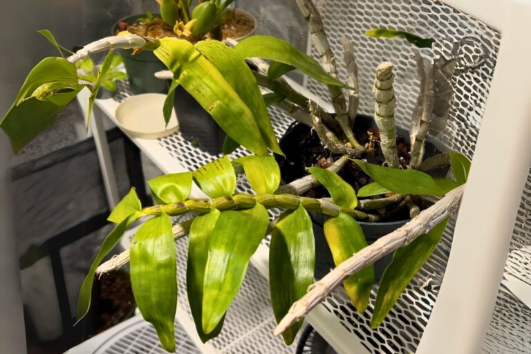 How to Solve Common Problems With Dendrobium Orchids