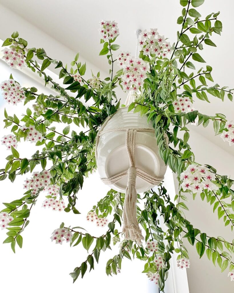 Hoya Bella