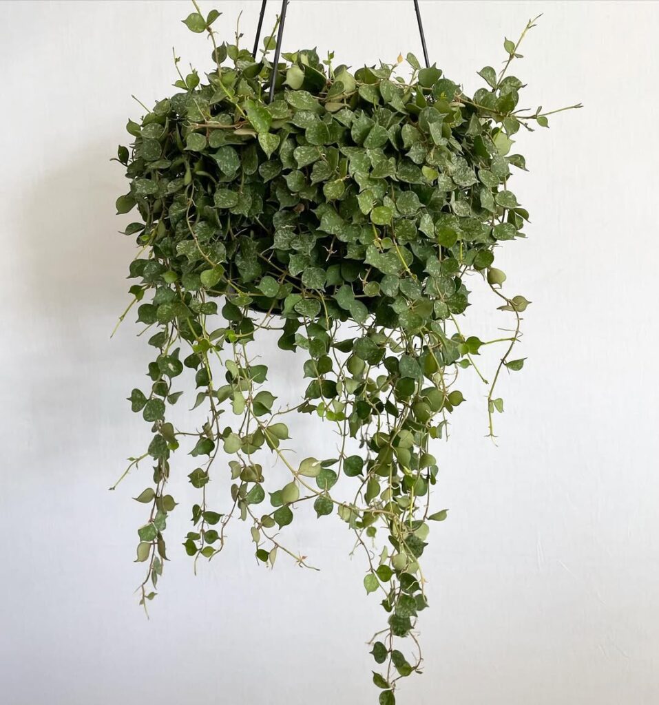 Hoya Curtisii
