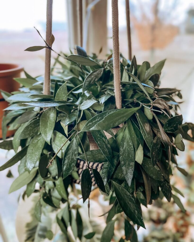 Hoya Gracilis