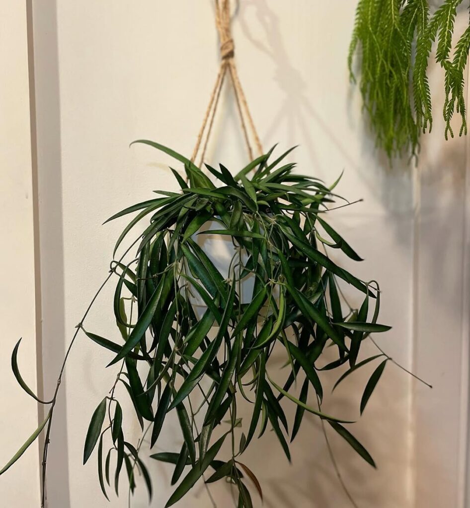 Hoya Kentiana