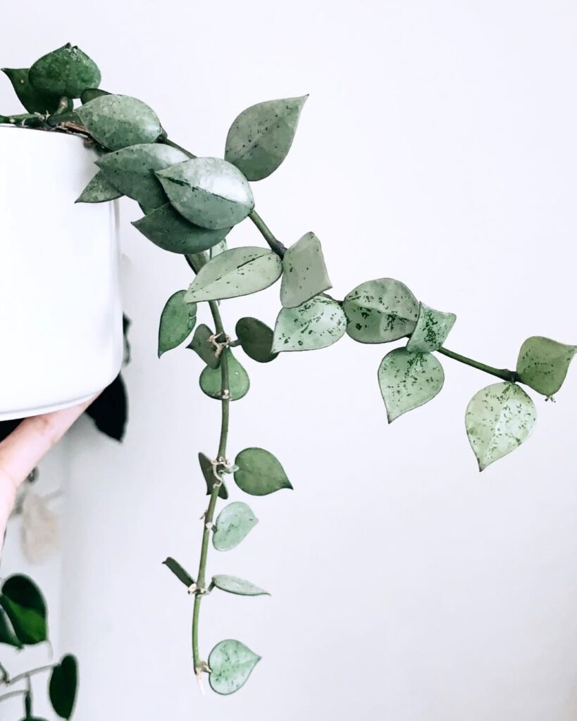 Hoya Krohniana Silver
