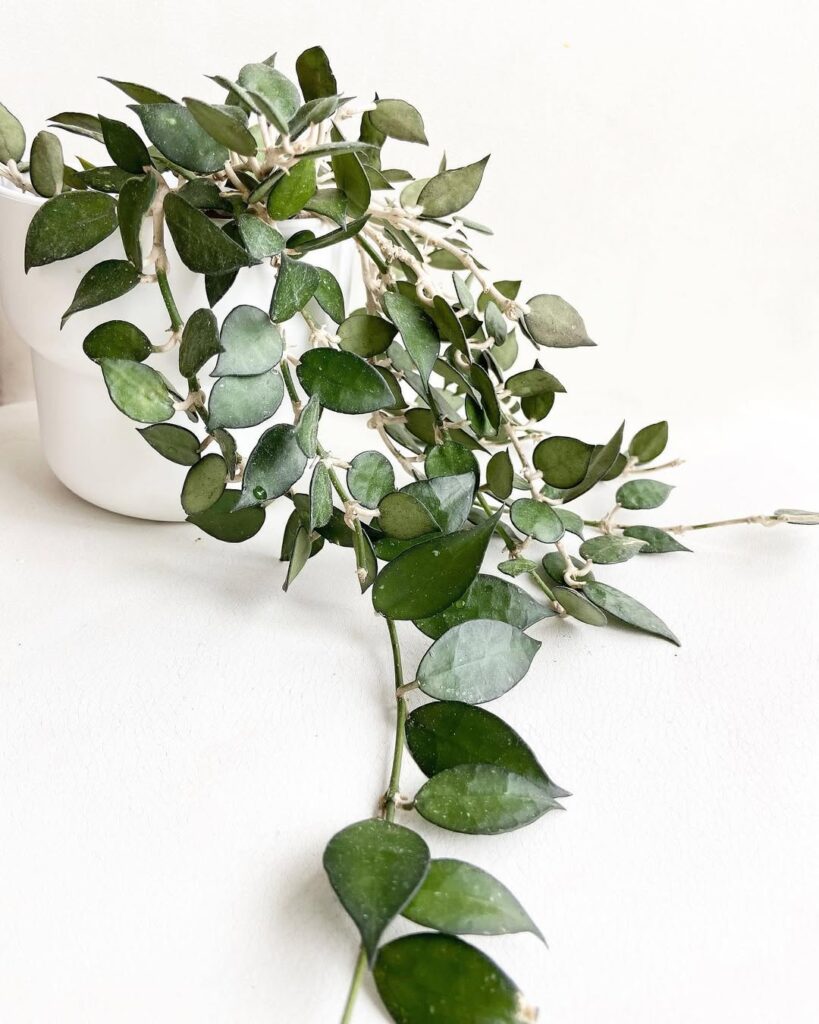 Hoya Lacunosa