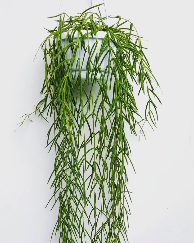 Hoya Linearis