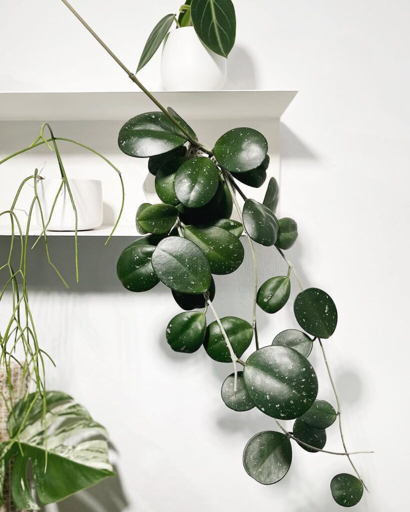 Hoya Obovata Splash