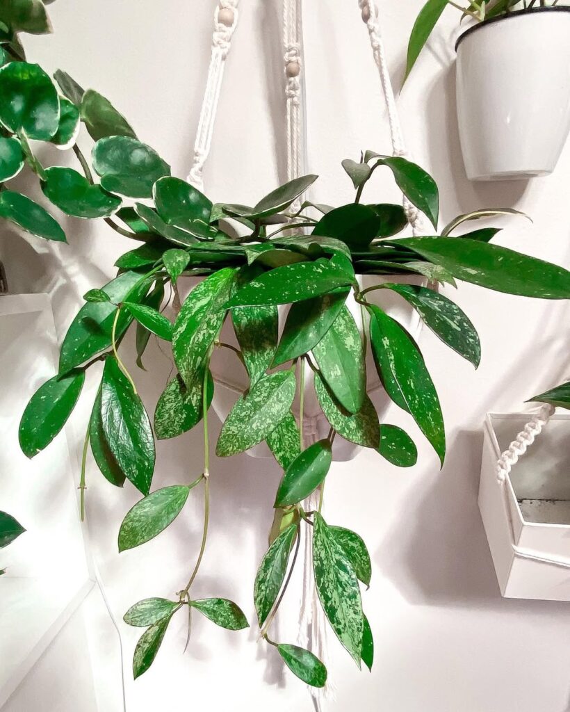 Hoya Pubicalyx Splash