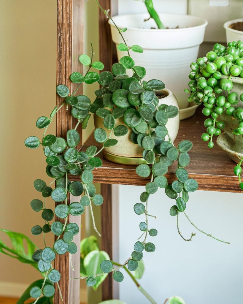 Hoya Serpens