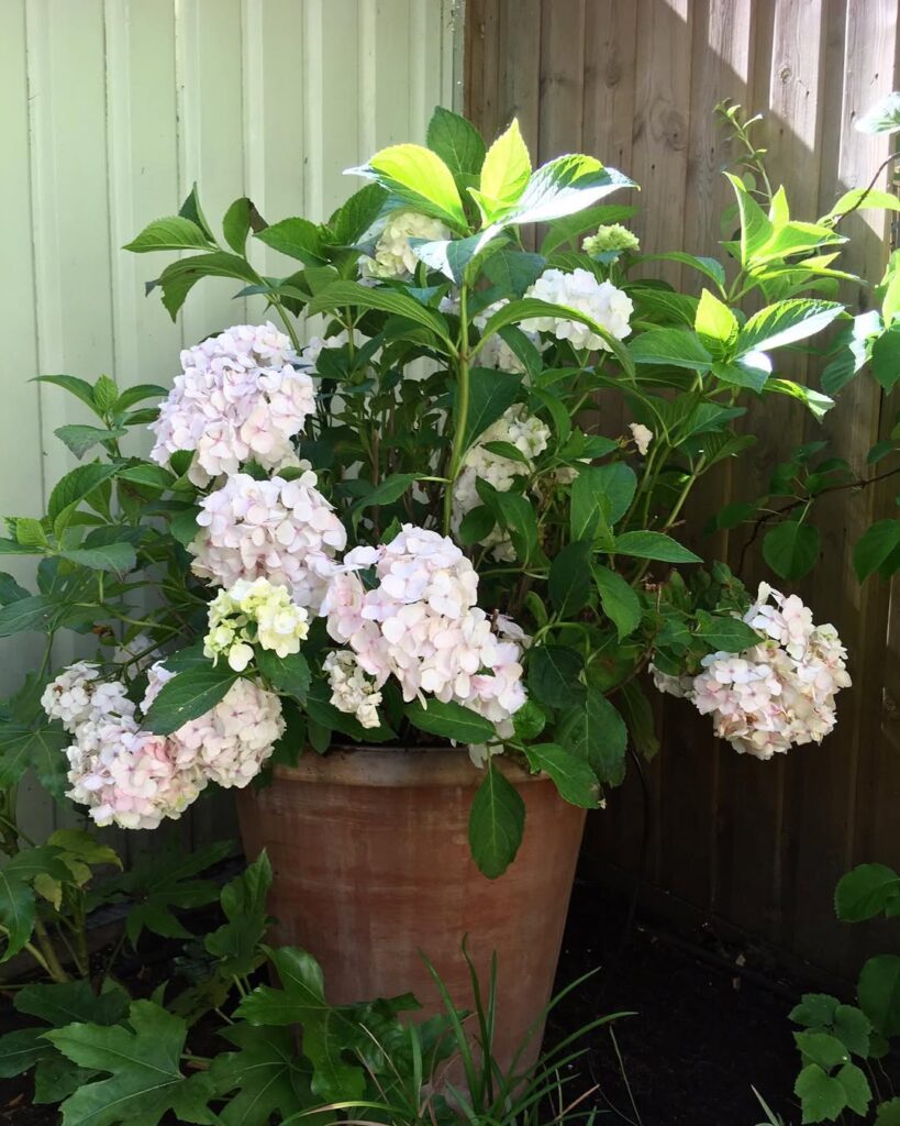 Hydrangea macrophylla