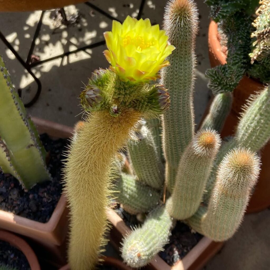Indian Corn Cactus