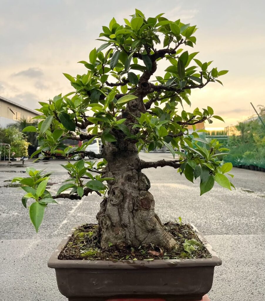 Indian Laurel Fig