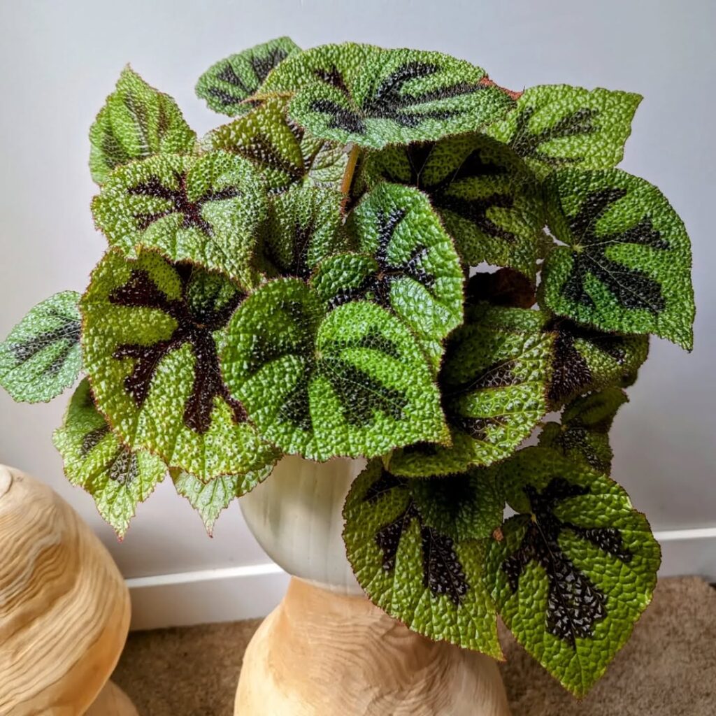 Iron Cross Begonia 1