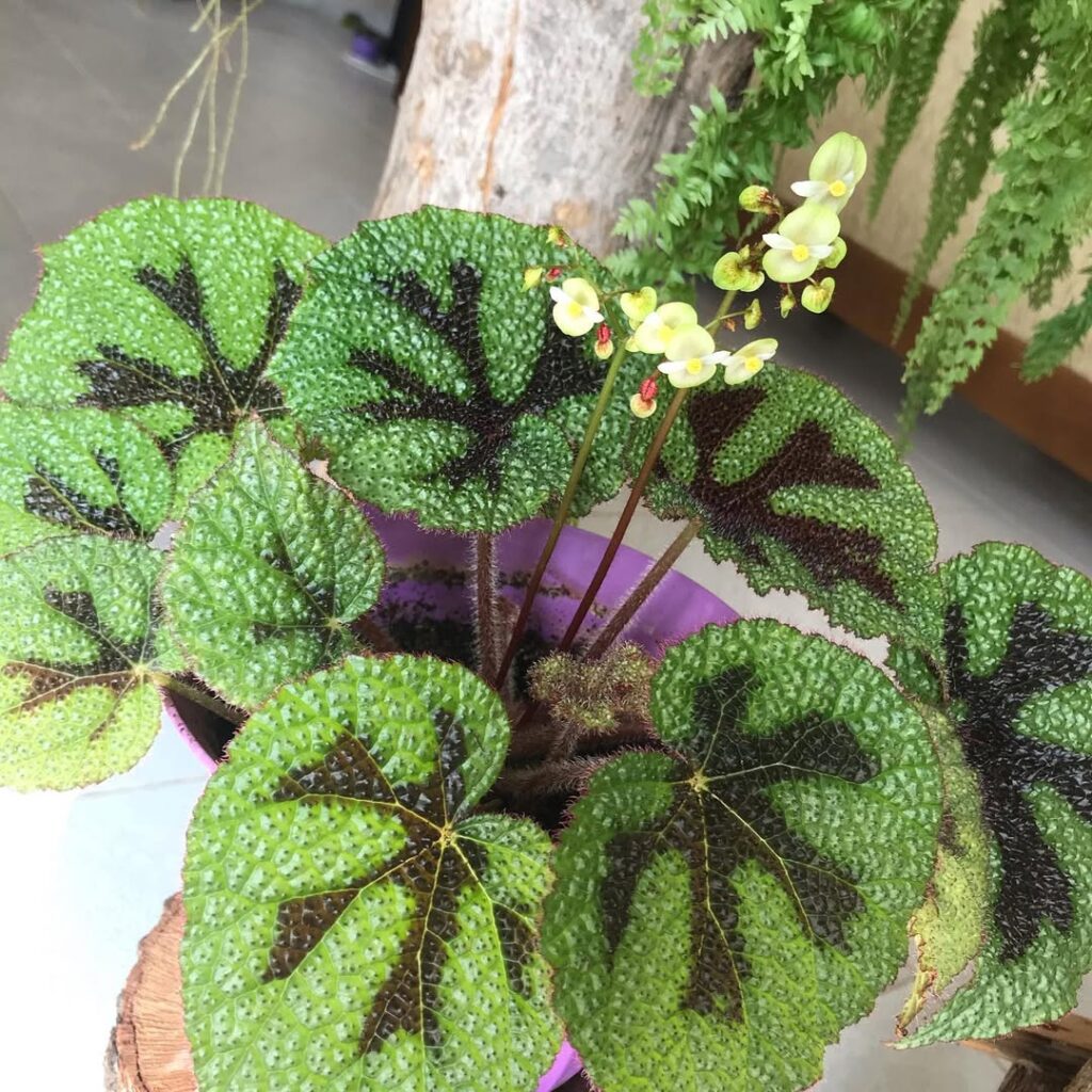 Iron Cross Begonia