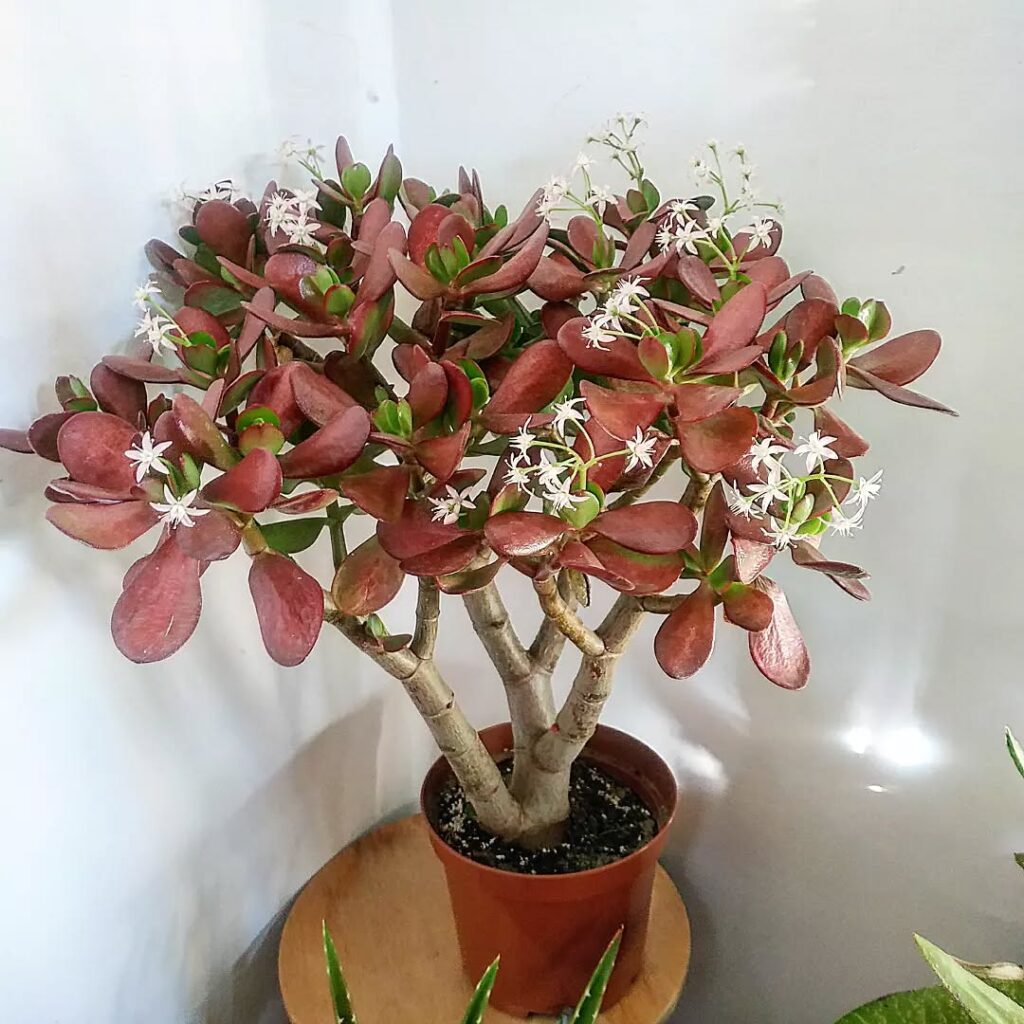 Jade Plant