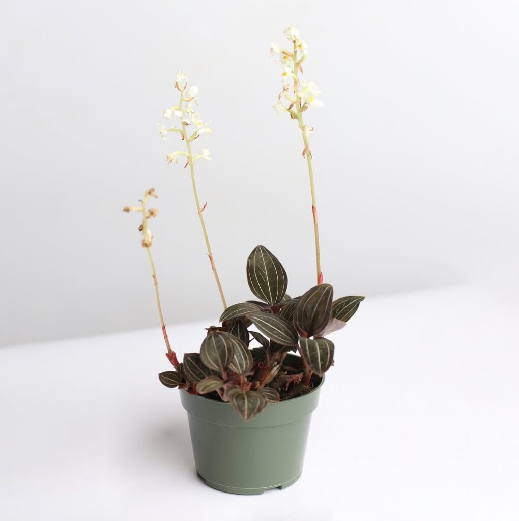 Jewel Orchid