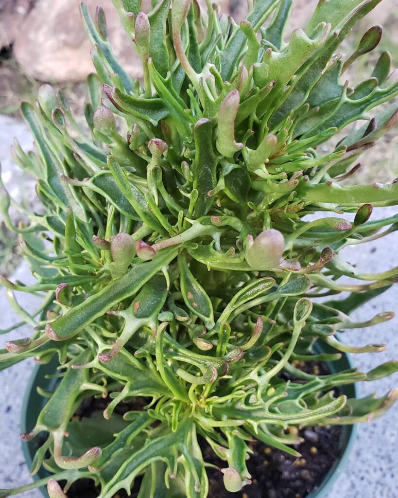 Kalanchoe Tarantula