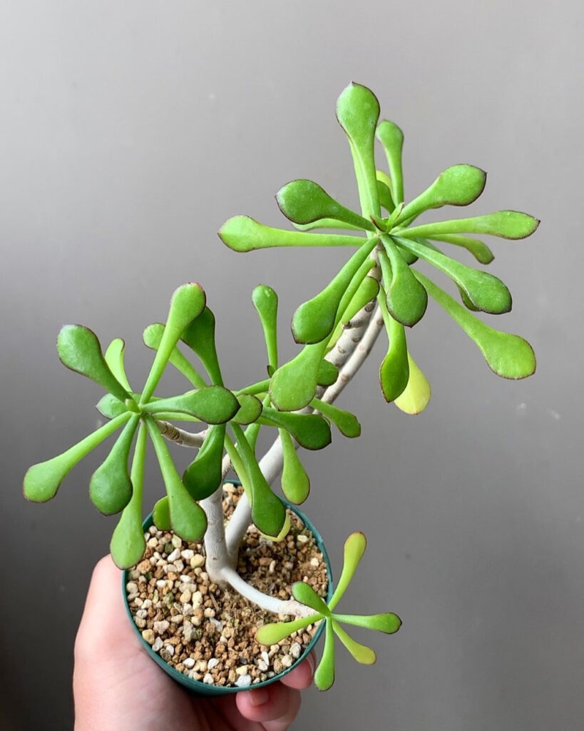 Kalanchoe arborescens