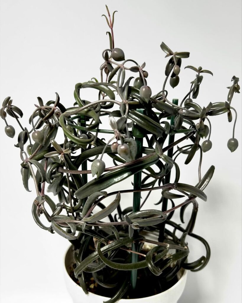 Kalanchoe beauverdii