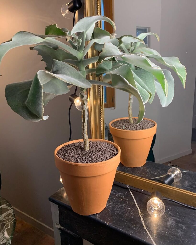 Kalanchoe beharensis