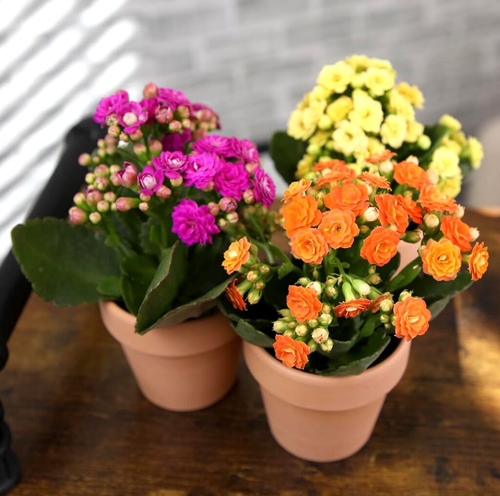 Kalanchoe blossfeldiana