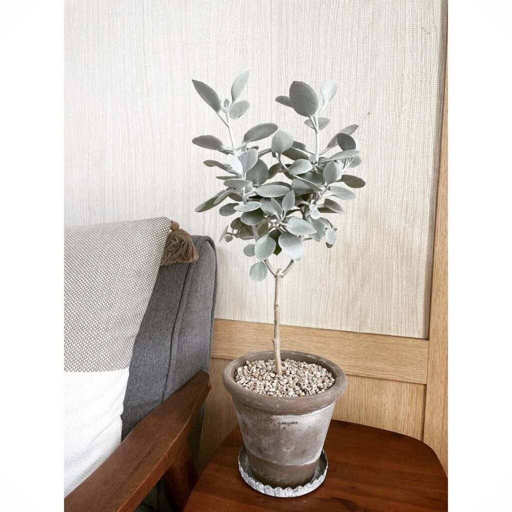 Kalanchoe bracteata