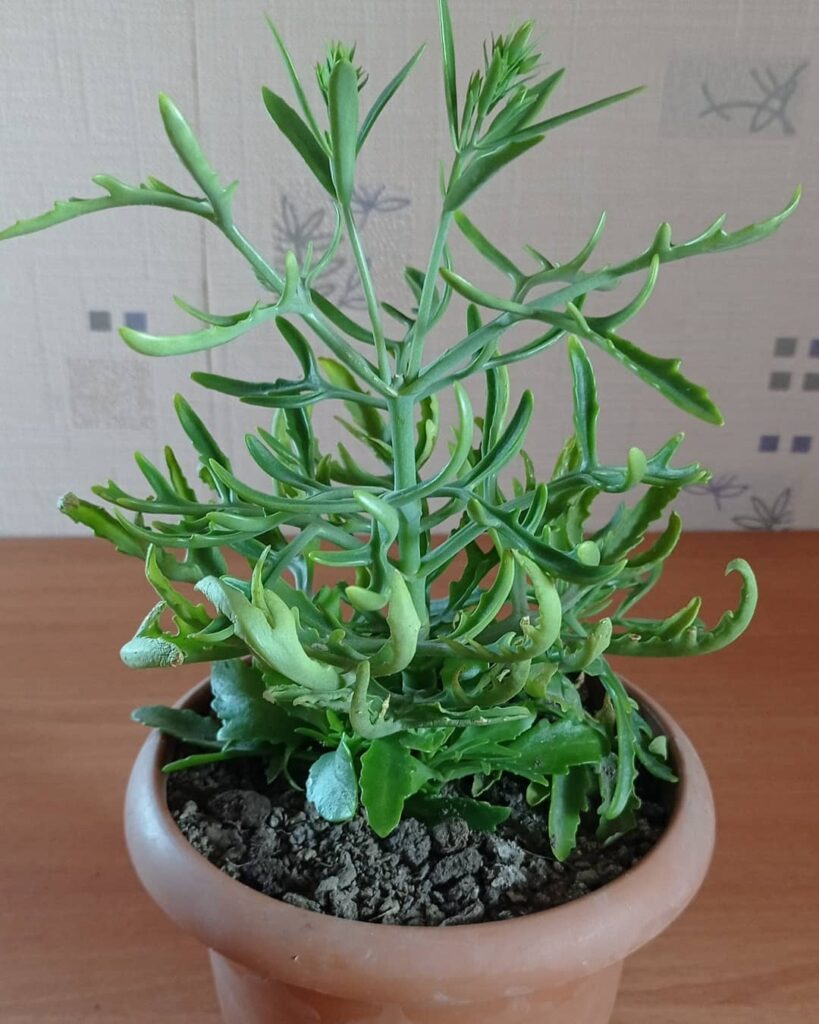 Kalanchoe ceratophylla