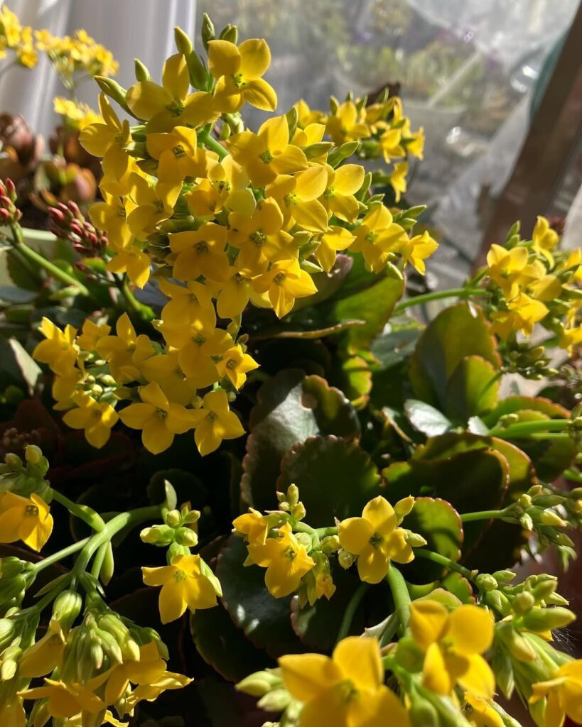 Kalanchoe crenata